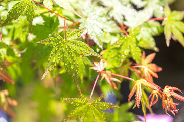 緑のモミジ　初夏のイメージ