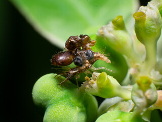 beautiful macro closeup shots of insects