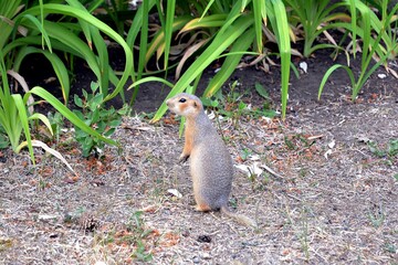 Cute gopher in the park among greenery. Rodent in the wild. Animals close-up.