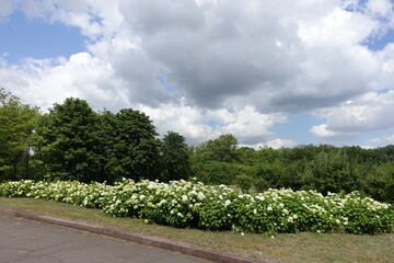 Hedge of flowering white hydrangeas in June