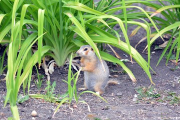 Cute gopher in the park among greenery. Rodent in the wild. Animals close-up.