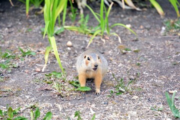 Cute gopher in the park among greenery. Rodent in the wild. Animals close-up.