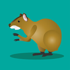 Mexican agouti on a green background. Animals of South America.
