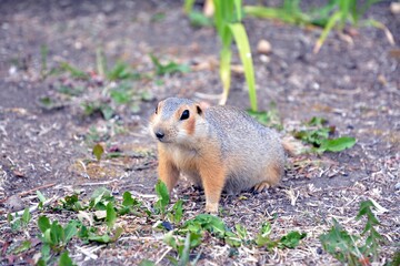 Cute gopher in the park among greenery. Rodent in the wild. Animals close-up.