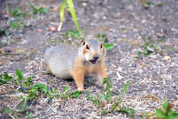 Cute gopher in the park among greenery. Rodent in the wild. Animals close-up.