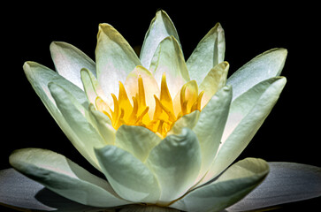artistic view of a lotus