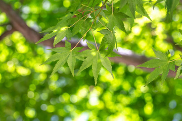 緑のモミジ　初夏のイメージ