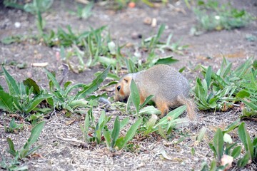 Cute gopher in the park among greenery. Rodent in the wild. Animals close-up.