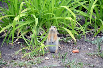 Cute gopher in the park among greenery. Rodent in the wild. Animals close-up.