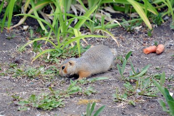 Cute gopher in the park among greenery. Rodent in the wild. Animals close-up.