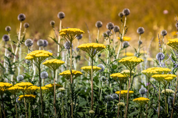 meadow with assorted wild flowers