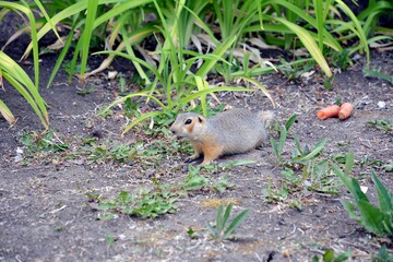 Cute gopher in the park among greenery. Rodent in the wild. Animals close-up.