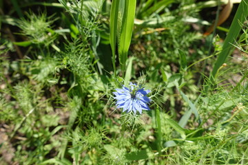 A flower of blue Nigella damascena in June