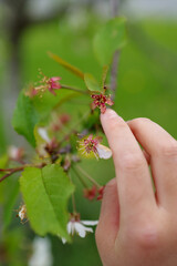 Hand of kid point out the cherry blossom calyx, the reddish sepals after the petals falling with green background.