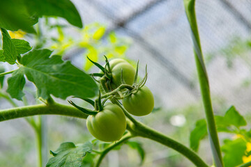 まだ青いトマト
