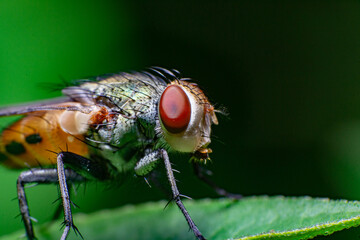 beautiful macro closeup shots of insects