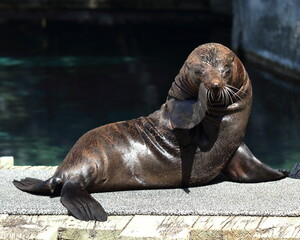 Fototapeta premium Fur seal posing in the sun at Auckland Zoo, New Zealand
