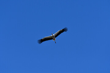 fliegender storch