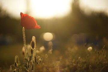 Close-up of a poppy flower, lit from behind. In the background there are beehives.