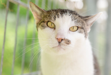 Obraz premium Katze / Kater im Portrait fotografiert