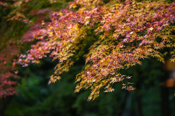紅葉　秋のイメージ