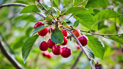 Kirschen am Baum im Garten