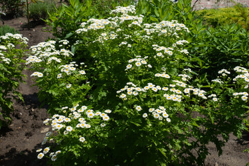 Many white flower heads of Tanacetum parthenium in June