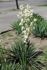 Florescence of Yucca filamentosa in mid June