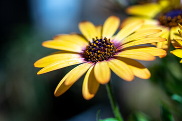 デイジーの花　春のイメージ