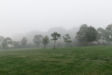 Foggy view around tree in the hill.
