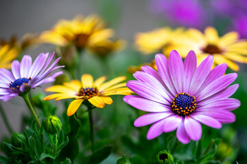 Obraz premium デイジーの花 春のイメージ