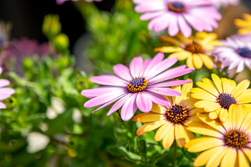 Obraz premium デイジーの花 春のイメージ