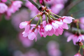 桜の花　春のイメージ