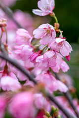 桜の花　春のイメージ