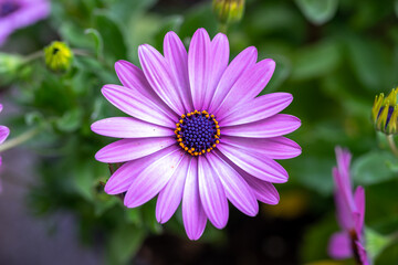 Fototapeta premium デイジーの花 春のイメージ