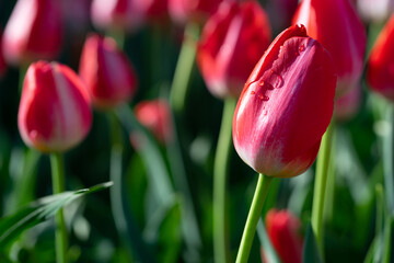チューリップの花　春のイメージ
