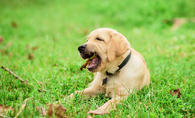 Labrador puppy playing with a stick