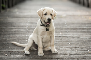 Adorable labrador dog on the wooden bridge