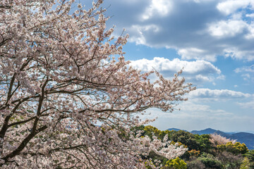 桜の花　春のイメージ