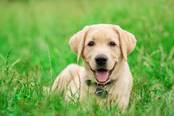 Labrador puppy posing for the camera in the green park