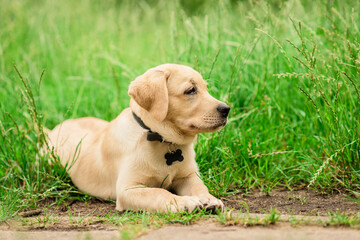 Labrador puppy resting in the green park