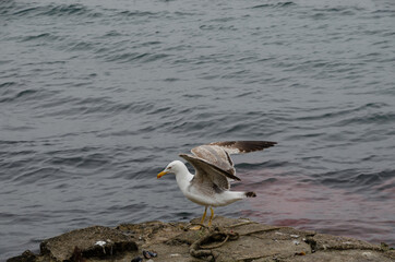 seagull on the beach