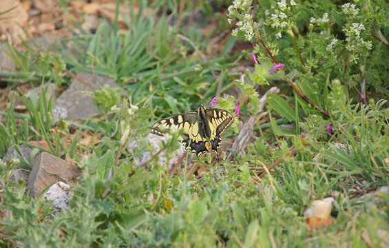The Old World swallowtail (Papilio machaon), is a butterfly of the family Papilionidae, also known as the common yellow swallowtail. A specimen observed in the north of the province of Zamora, Spain.