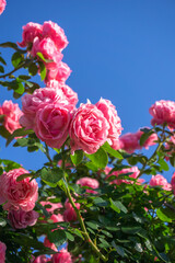 バラの花　屋外イメージ