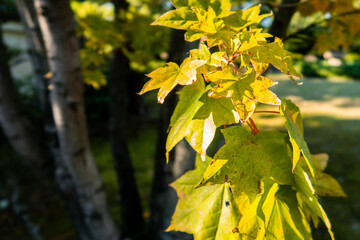 Close-up view of japanese yellow maple leaves in Koko-en Garden in Himeji, Japan with tree branch in the background. 