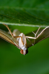 beautiful macro closeup shots of insects