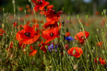 red poppy flowers