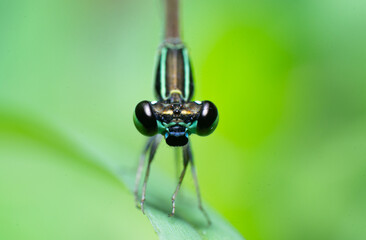 beautiful macro closeup shots of insects
