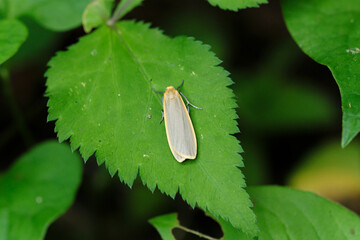 草むらで休憩するキマエホソバ