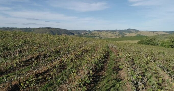 Fig tree plantation in rows